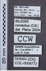 Etiketten zu Silesis correctus (NHMW-ZOO-COL-0008772)